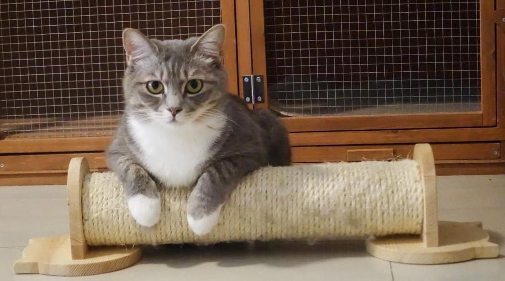 Chat à Marennes-Hiers-Brouage