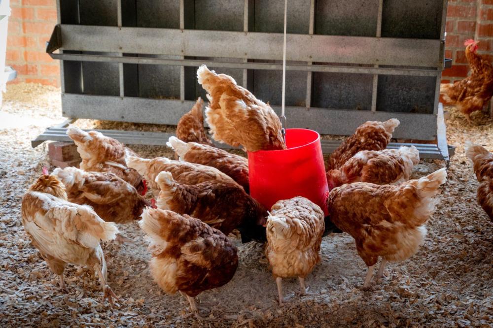 Poules-mangent-poulailler