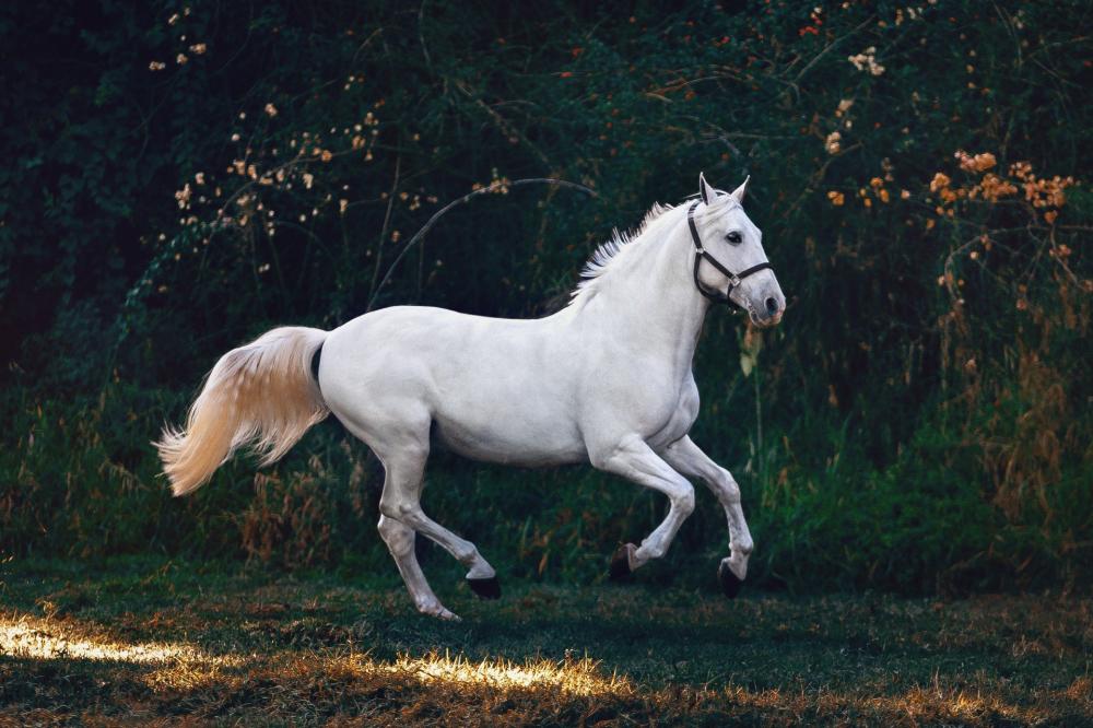 Chevaux à Marennes-Hiers-Brouage