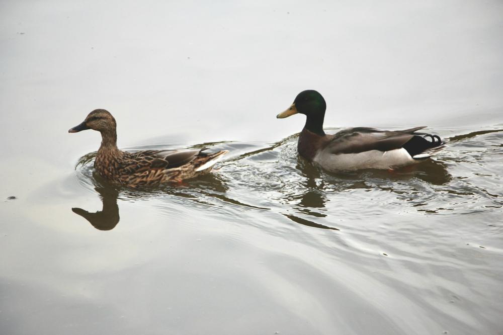 Gibiers à Marennes-Hiers-Brouage