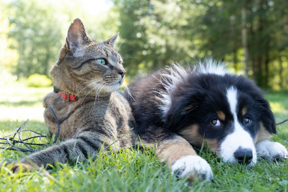 Chien-chat