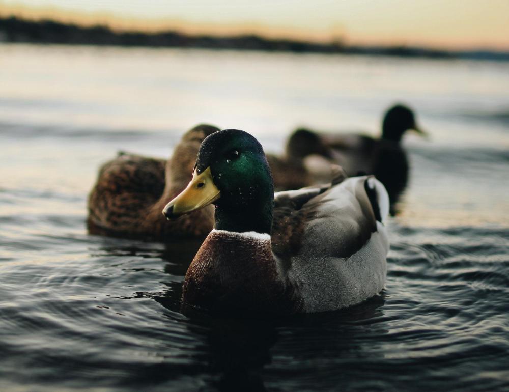 canards