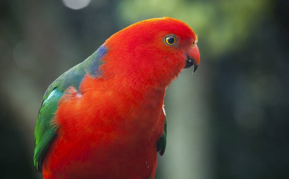 Oiseaux à Marennes-Hiers-Brouage